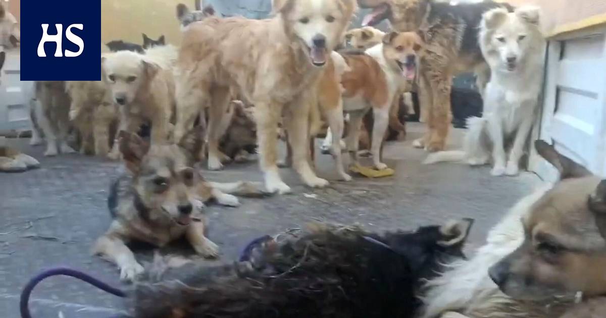 Activists manage to rescue nearly 400 dogs from a truck on its way to a dog-eating festival in China – Abroad