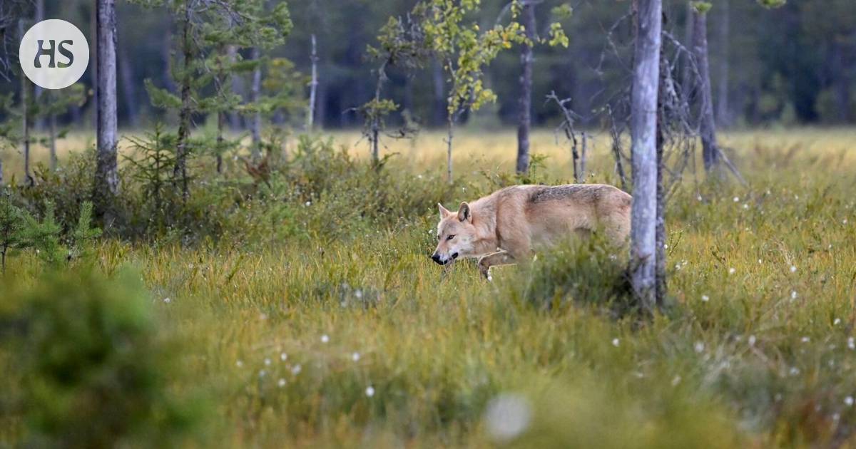 Tutkimus: Suomessa on liian vähän susia - Kotimaa 