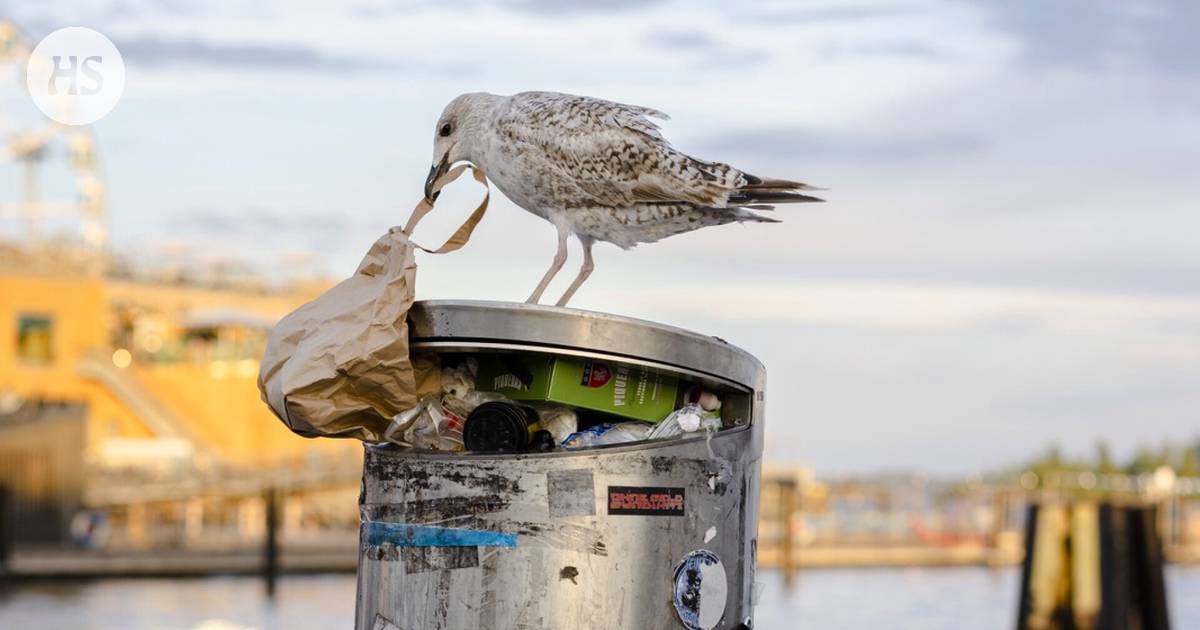 Is there any food that seagulls don’t like to eat?