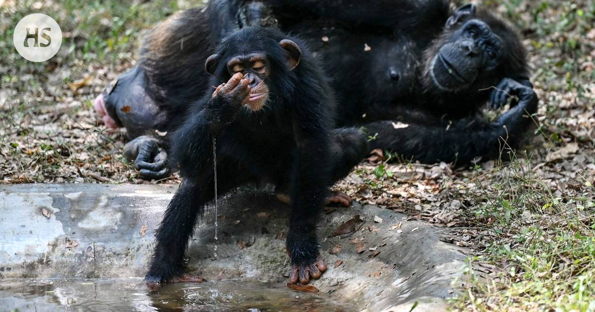 Chimpanzees search for medicinal plants in times of pain or inflammation.