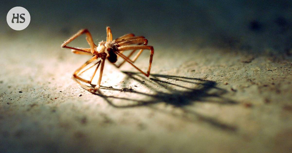 Ruotsalaiskouluista löytyi myrkyllisiä ruskohämähäkkejä - Ulkomaat 