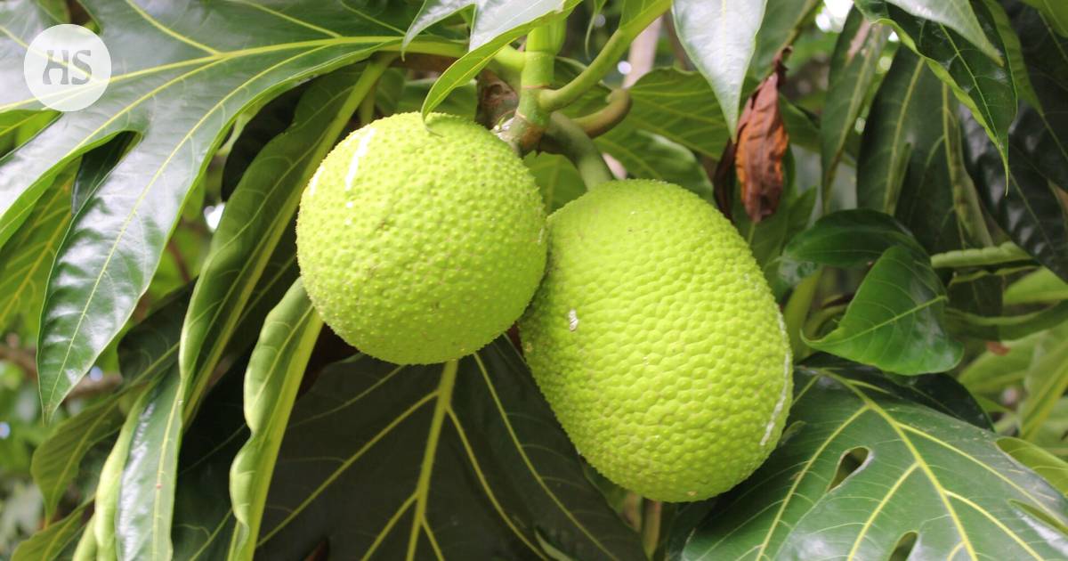 Breadfruit can feed Africa and help adapt to global warming