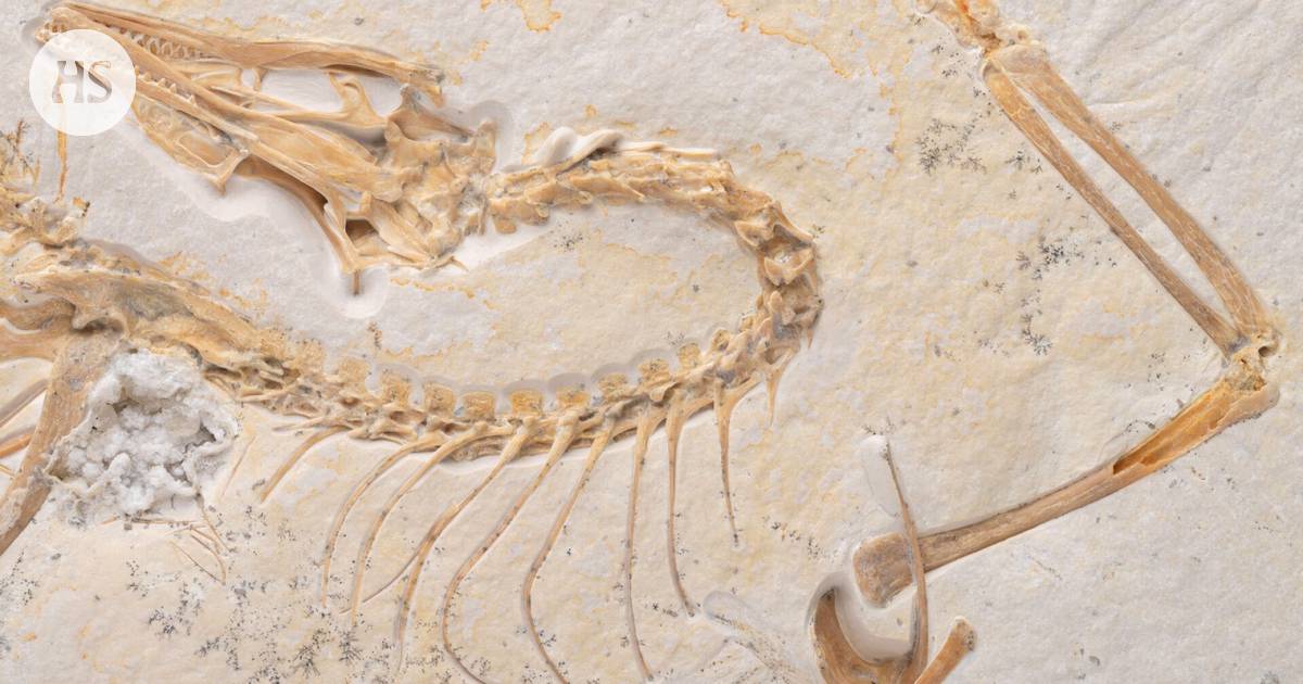 The US museum unveils the “most significant fossil in history”