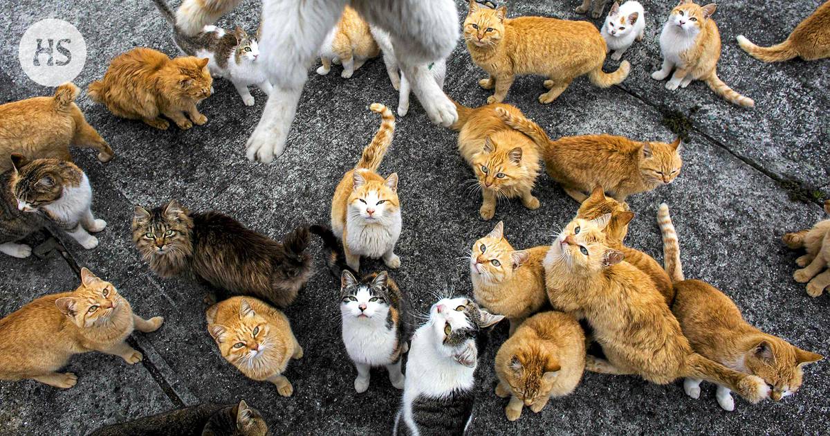 Kissat valtasivat saaren Japanissa - Ulkomaat 