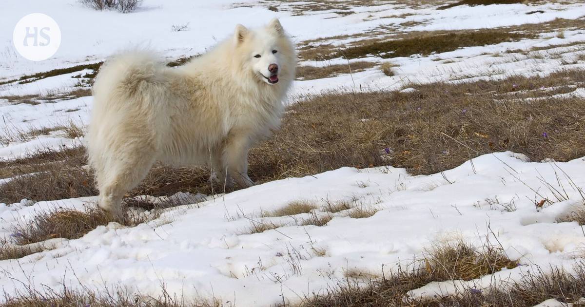 Nasty pathogens swarm in dog poop exposed by snow – Science