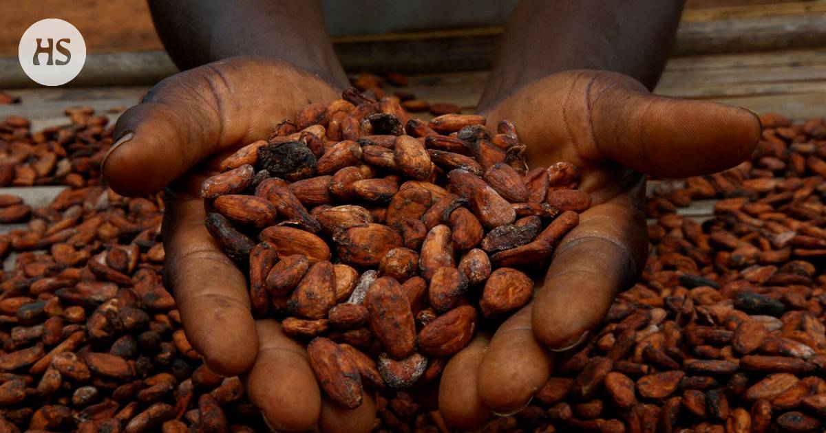 Fazer is seeking alternatives as cocoa prices soar