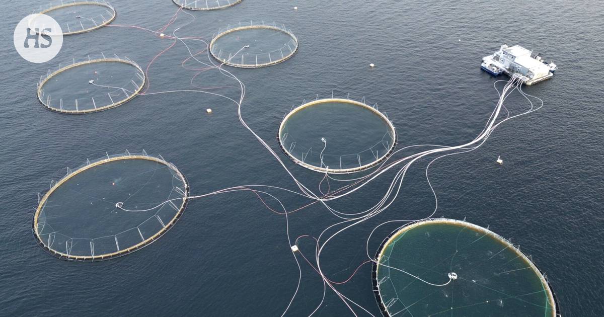 The number of farmed salmon deaths surpasses 800 million in a decade with a rising trend