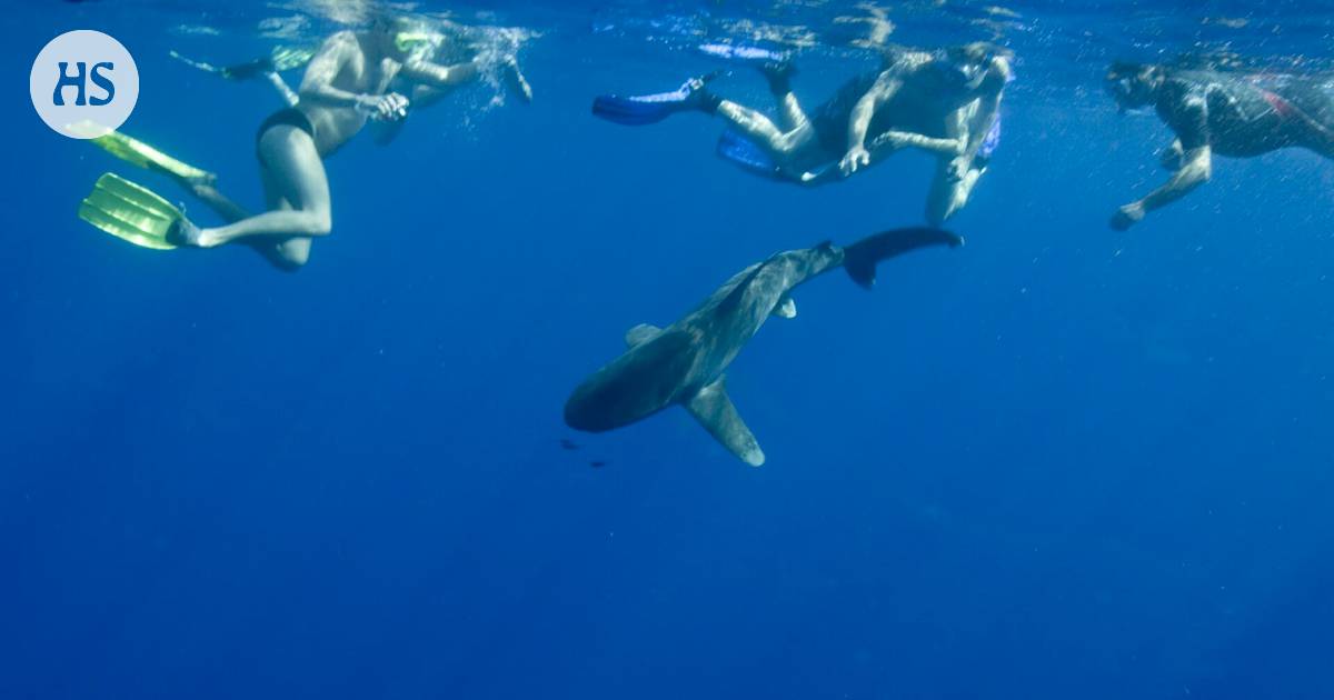 A shark killed a woman on vacation in the Canary Islands – According to the researcher, an attack by a predatory fish is “almost a statistical impossibility”