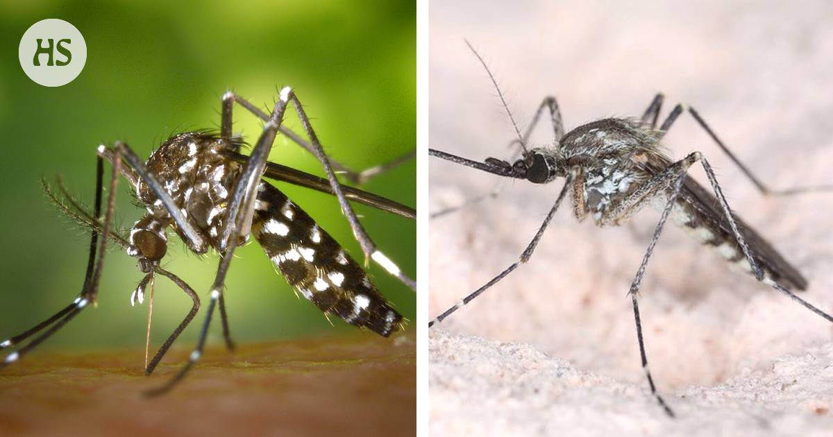 The dengue-spreading mosquito could be in Finland already