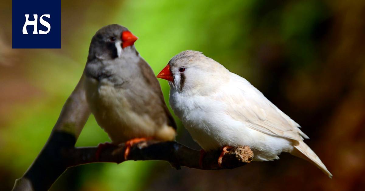 The bird enjoys the song of a suitable groom, and there is a certain neurotransmitter in the background