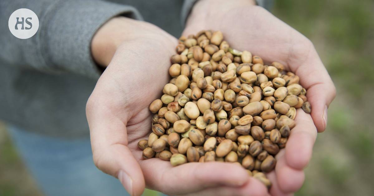 Suomessa kasvaa ylivertainen kasviproteiinin lähde, mutta monen vatsa ei  siedä sitä – Asiantuntija neuvoo, miten vatsansa voi totuttaa härkäpapuihin  muutamassa viikossa - Ruoka 