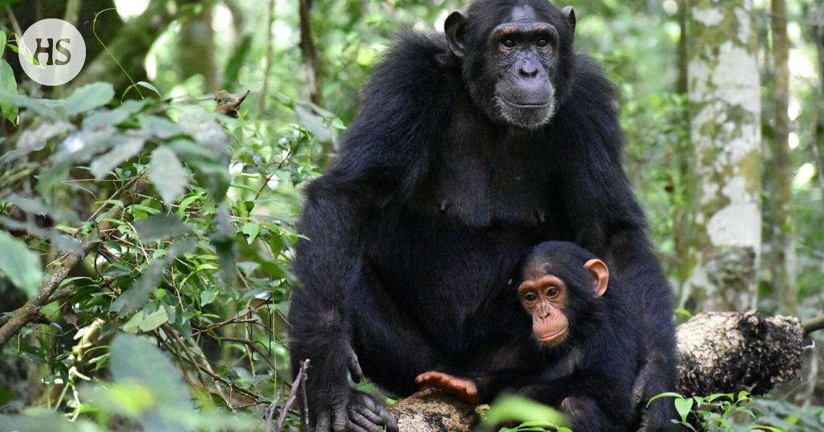 The mother chimpanzee can handle playing, the study showed