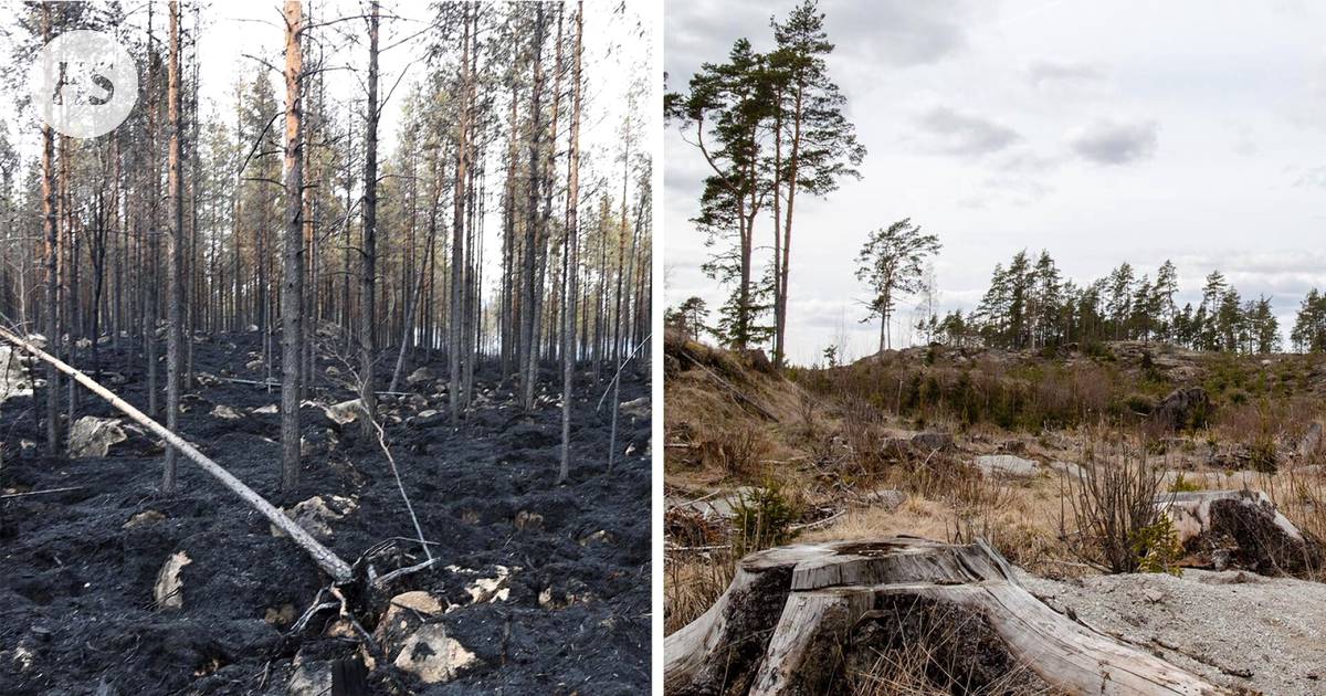 HS tarkasti faktat: Metsäpalot ja hakkuut luovat samanlaisen tilanteen,  sanoi ministeri Leppä – väite ei pidä paikkaansa - Politiikka 
