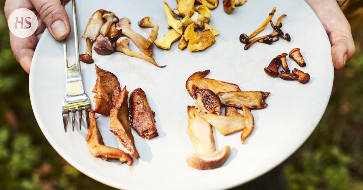 Kantarelleja ei kannattaisi upottaa kermakastikkeeseen, sanoo sieniguru –  Nämä kolme reseptiä tuovat sienten maut esiin parhaalla tavalla - Ruoka |  