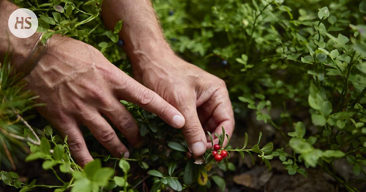 Eating lingonberries can promote “healthy obesity”, according to a new PhD thesis