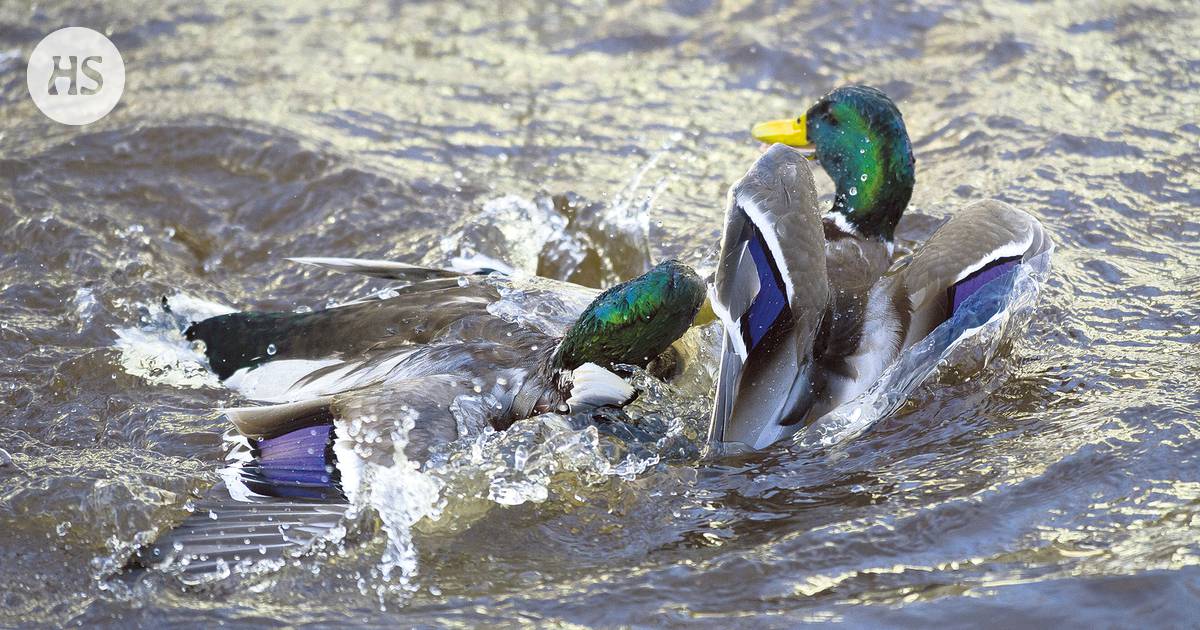 Sinisorsakoiraat saattavat masinoida joukkoraiskauksen - Tiede 