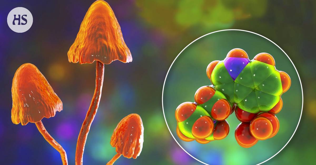 The psychedelic “magic mushrooms” protect against the drug hook, according to an extensive study – Science