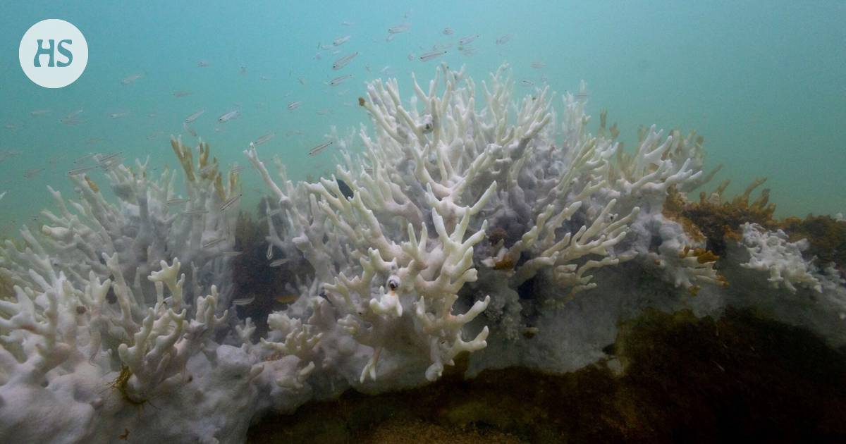 There was a significant increase in observations of coral bleaching