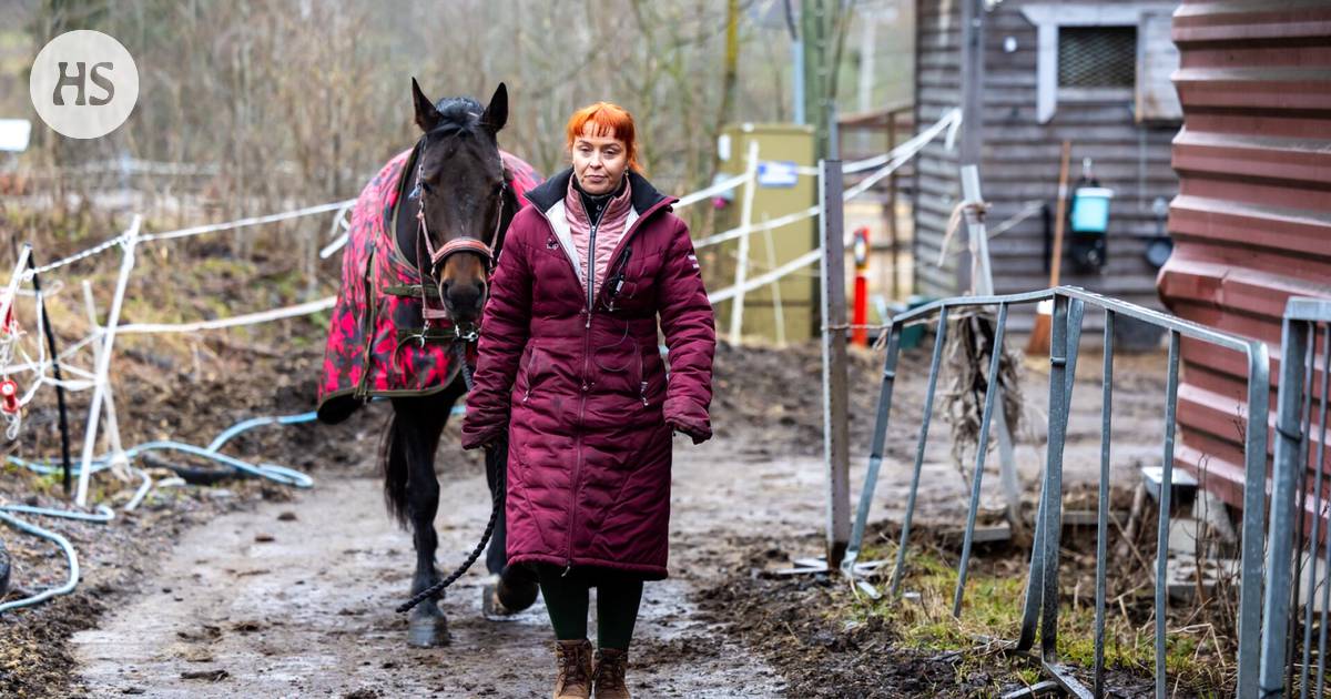 Vantaa is home to a horse so rare that you won't find one like it anywhere else – its name is Turbo – Urheilu