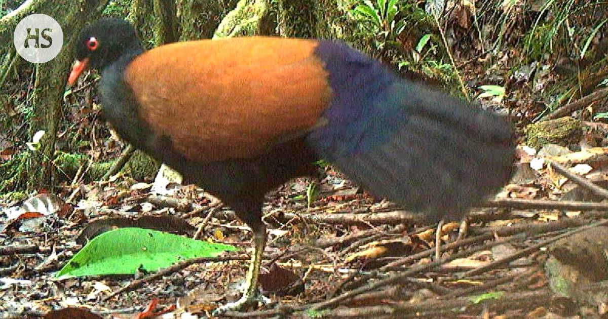 A bird thought to be lost was found in Papua New Guinea