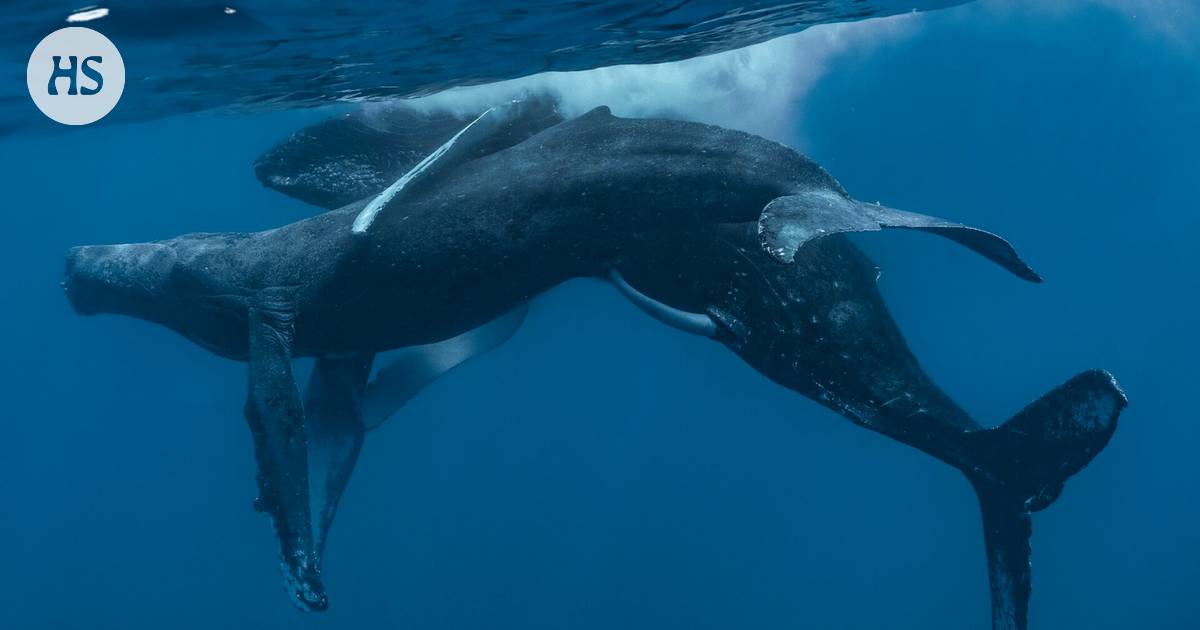 The mating of humpback whales was filmed for the first time – Science