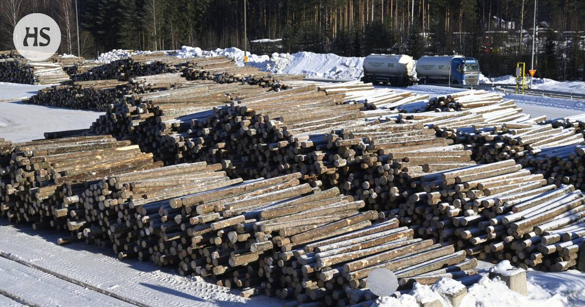 Sanctions Against Russia Must be Expanded for the Sawmill Industry