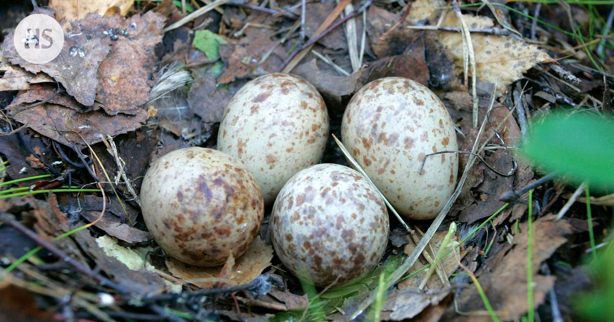 Kylmä kesä ei haitannut pesintää - Kotimaa 