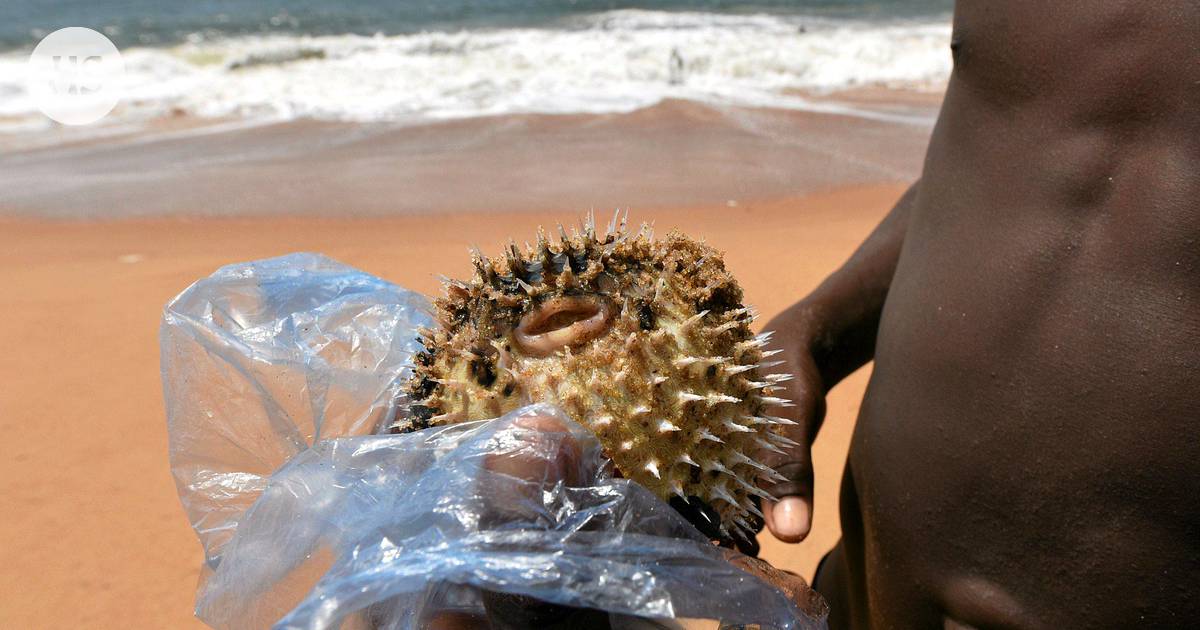 Pallokala-ateria sairastutti vakavasti useita ihmisiä Brasiliassa -  Ulkomaat 