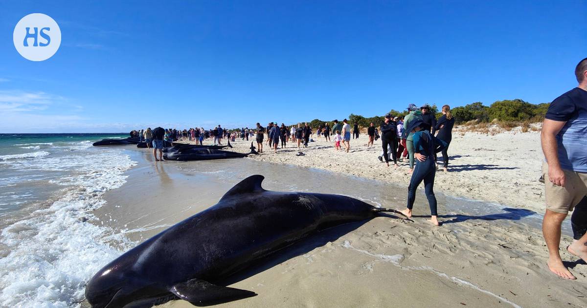 Over 100 whales stranded on Australian beaches