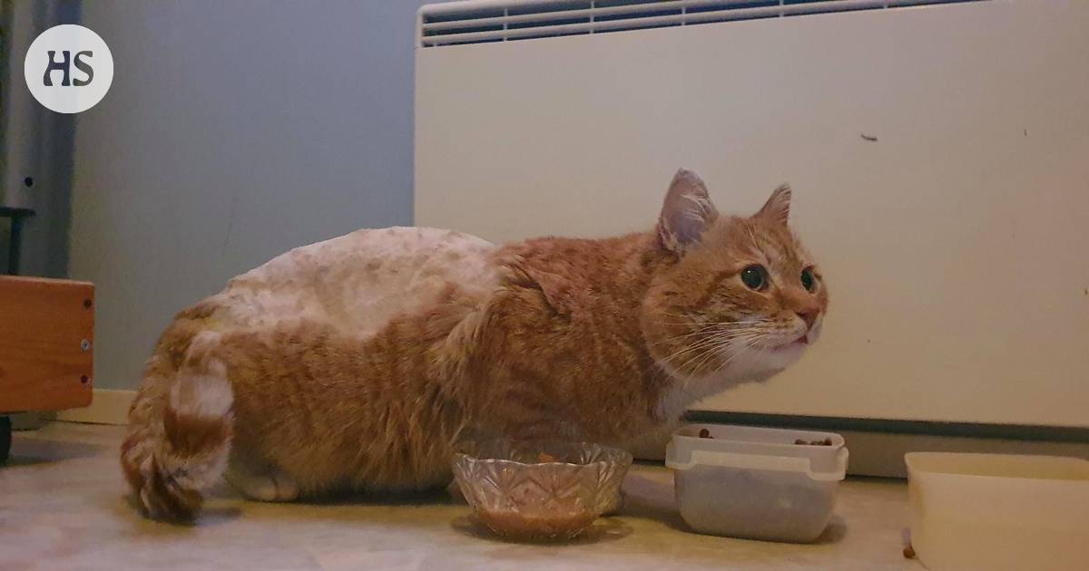 Rontti-kissa katosi kahdeksan vuotta sitten – Kaikkien yllätykseksi kissa  löytyi tällä viikolla ja janosi kotiväeltä rapsutuksia - Kerava 