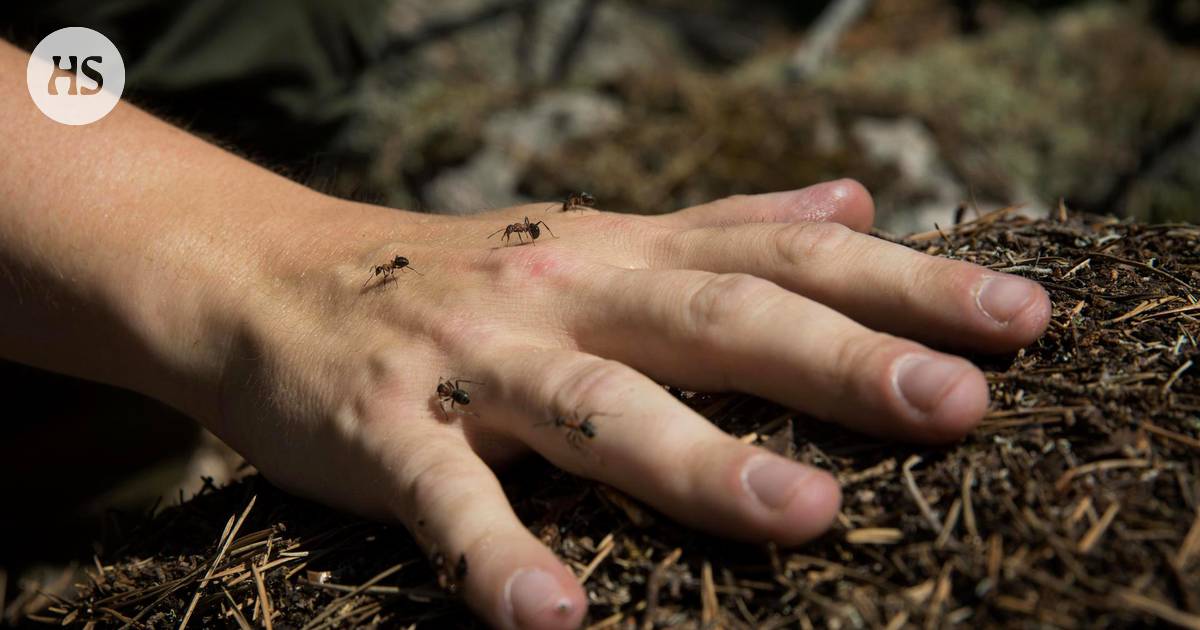 Ulkona käytettävät muurahaismyrkyt poistuvat lähivuosina kaupoista:  ”Hevosmuurahainen ulkona ei ole lähtökohtaisesti haitallinen” - Kotimaa |  