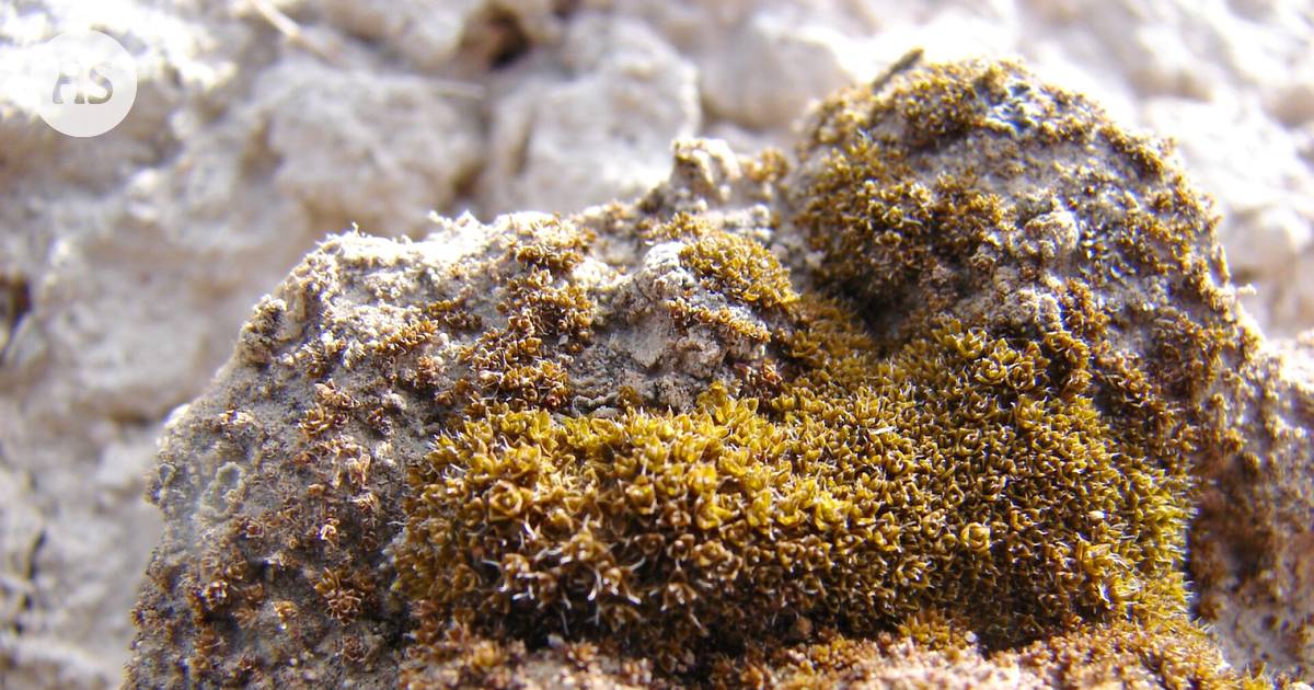 A resilient species of moss withstands extreme conditions in preparation for Mars colonization