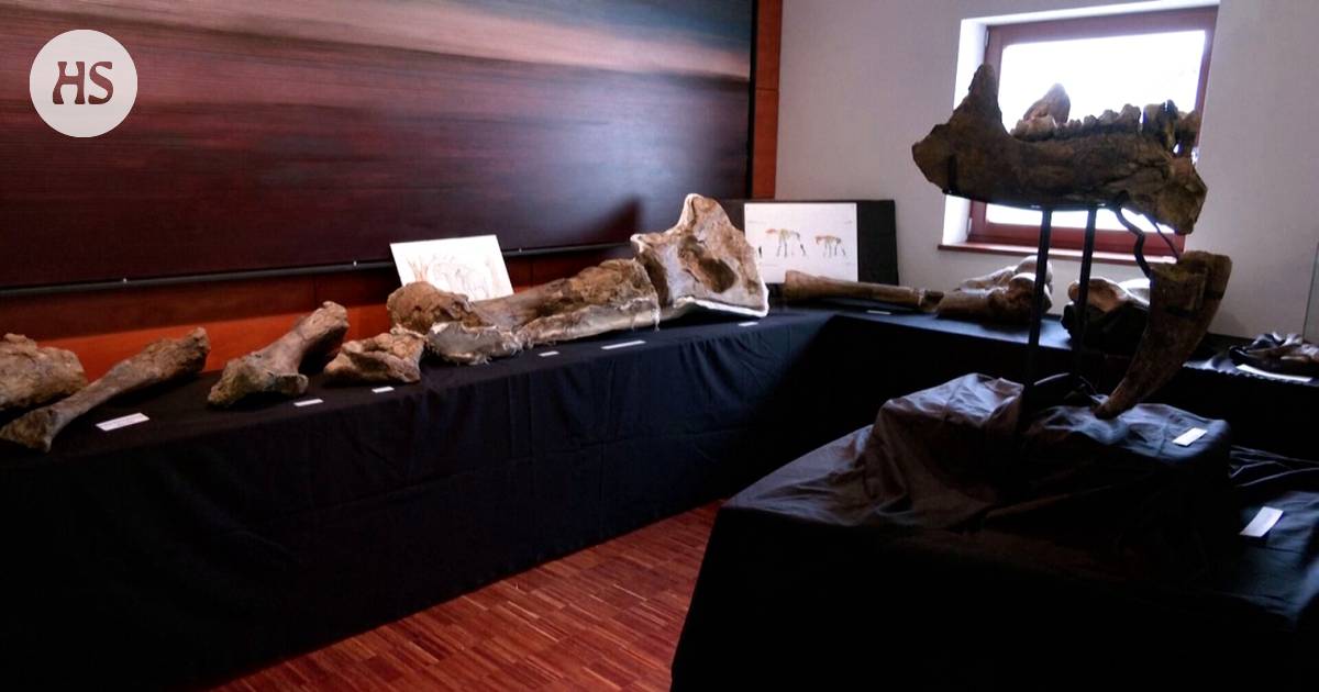 Schoolboys found the bone of an elephant that lived millions of years ago and were about to break it – the boy made an even bigger discovery – Science