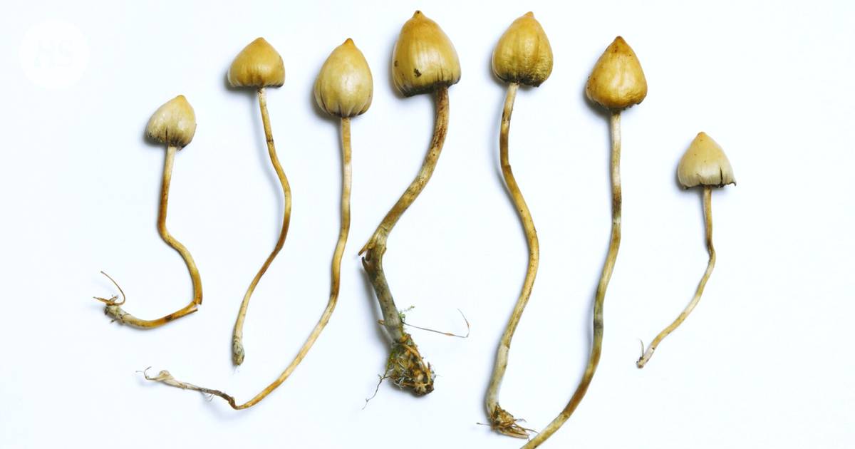 “Magic mushrooms” seem to help with depression, confirms a recent research review