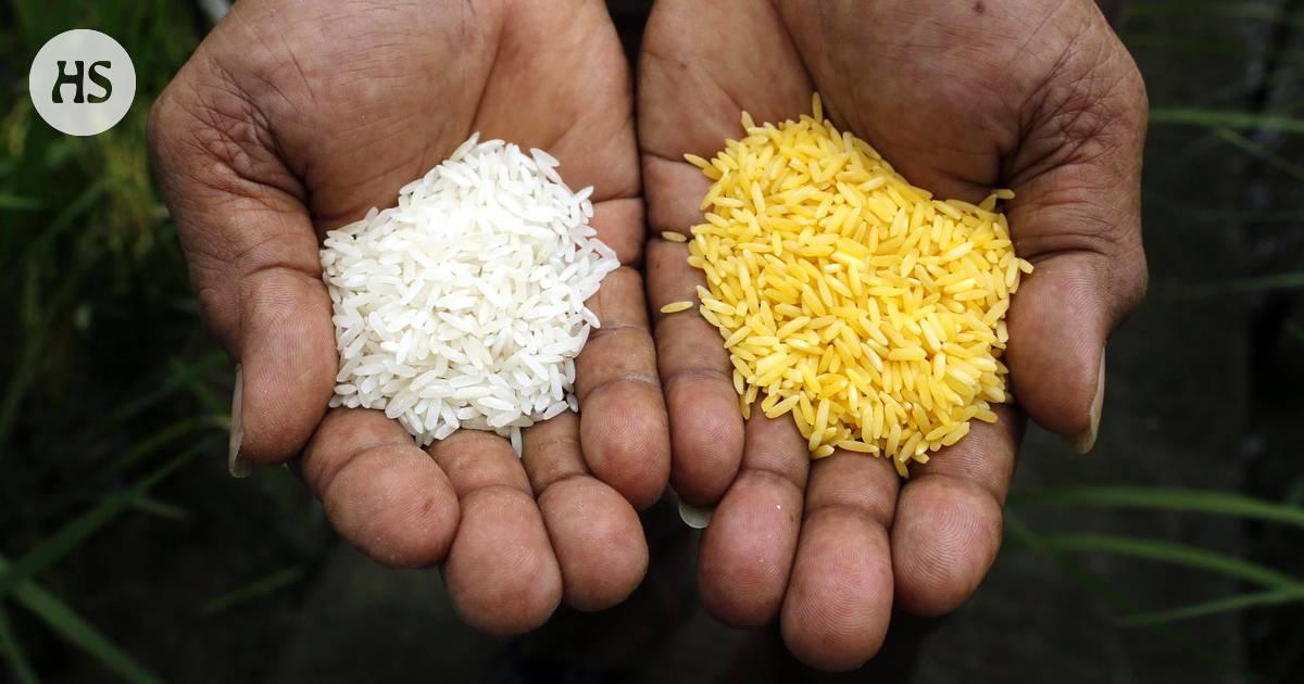 Kiistellyn kultaisen riisin viljely alkamassa: voi estää lasten  sokeutumista köyhissä maissa - Tiede 