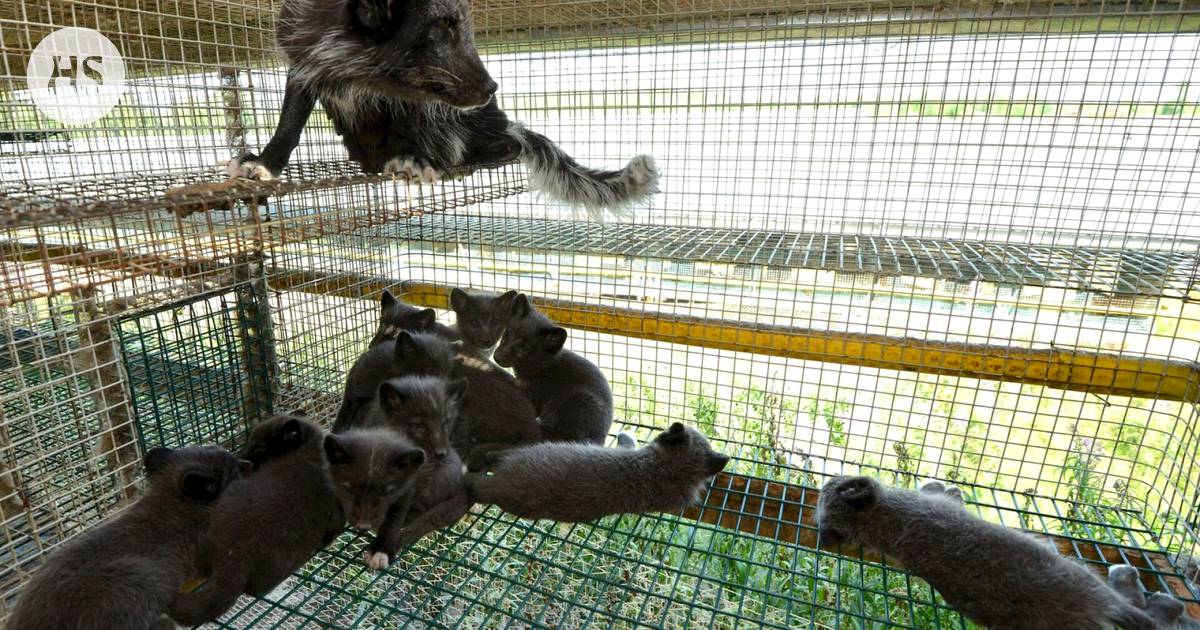 Fur farm | A citizen’s initiative to ban fur farming is advancing to ...