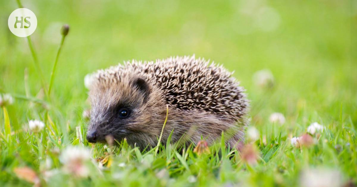 Hedgehogs at risk from robotic lawn mower