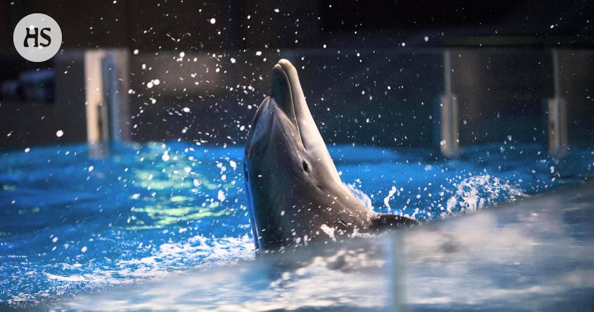 Delfiinit maksavat Särkänniemelle yli 5000 euroa päivässä – olisiko niiden  lopettaminen inhimillisin vaihtoehto? - Kotimaa 