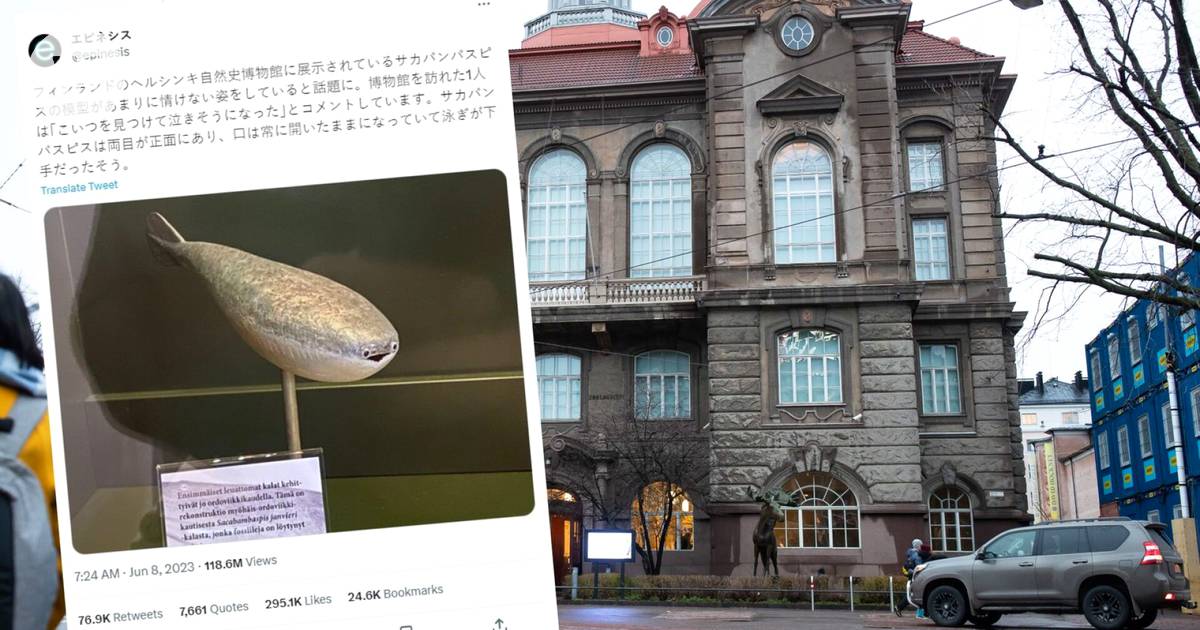 470-million-year-old fish Sacabambaspis goes viral in Japan, Among