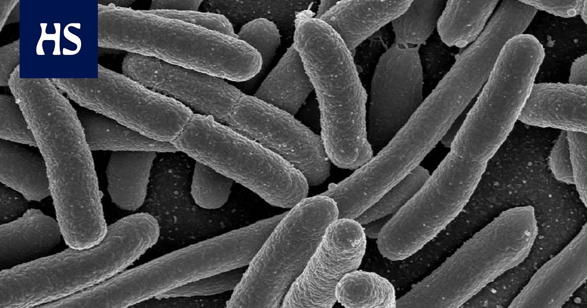 Bacteria Have a “Memory”: They Can Sense Favorable Conditions and Pass on Information to the Next Generation