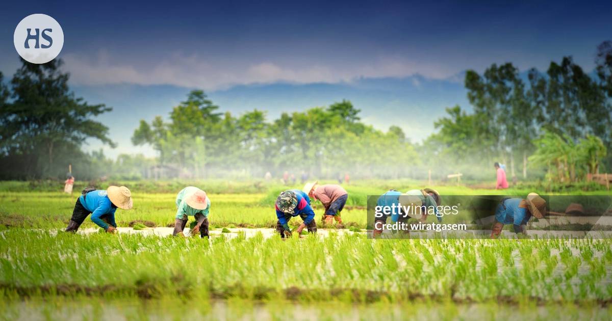 Cultural Differences Explained: Rice Farming Fosters Community, While Wheat Farming Encourages Individuality