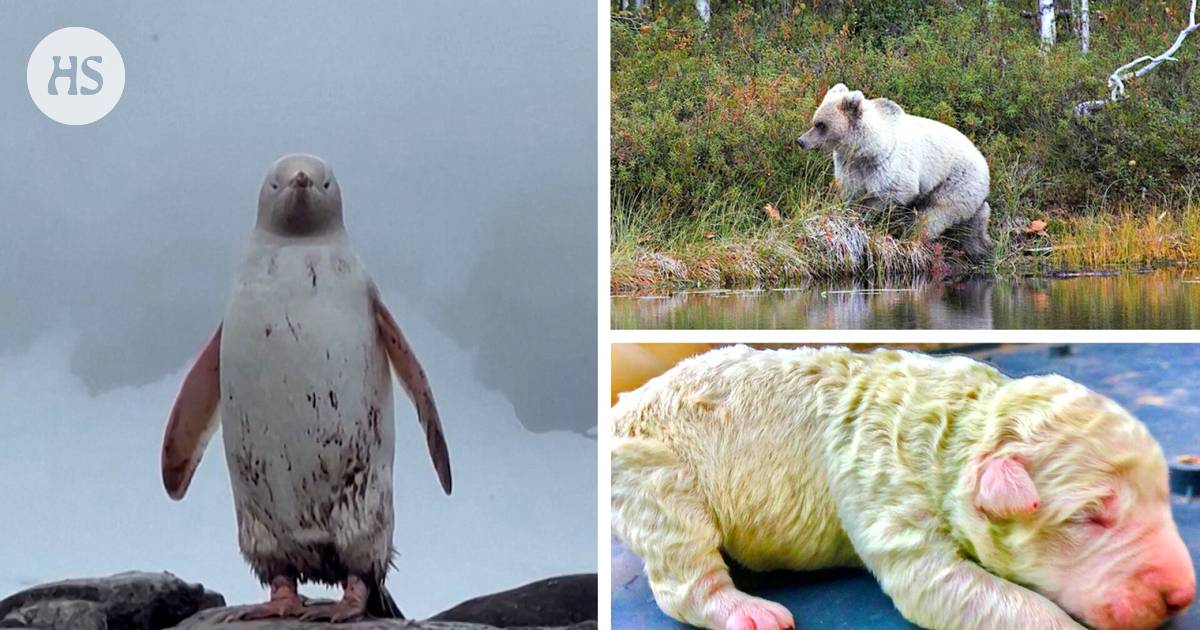 This is what a white penguin and a green dog look like – Color errors are rare in nature – Science