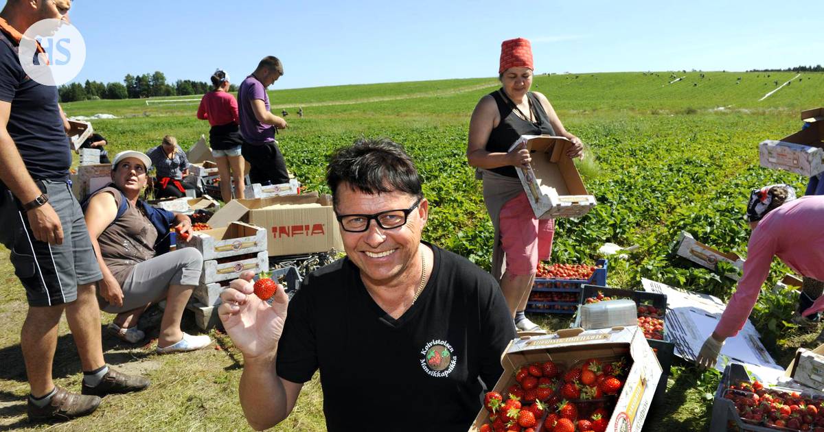 Suomen mansikkakeisari myy vuodessa marjoja neljällä miljoonalla eurolla  –”Mansikanviljelyssä kannattaa olla joko todella pieni tai sitten todella  suuri” - Talous 