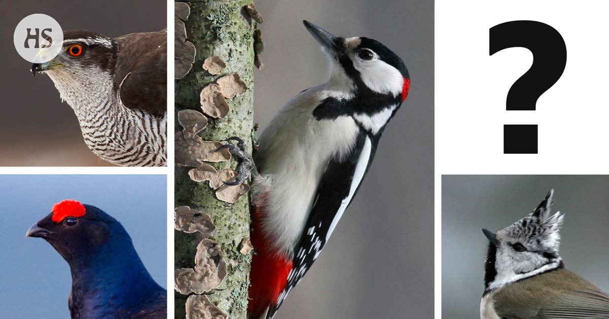 Do you know winter birds? Visa determines if you’re a Bongar noble