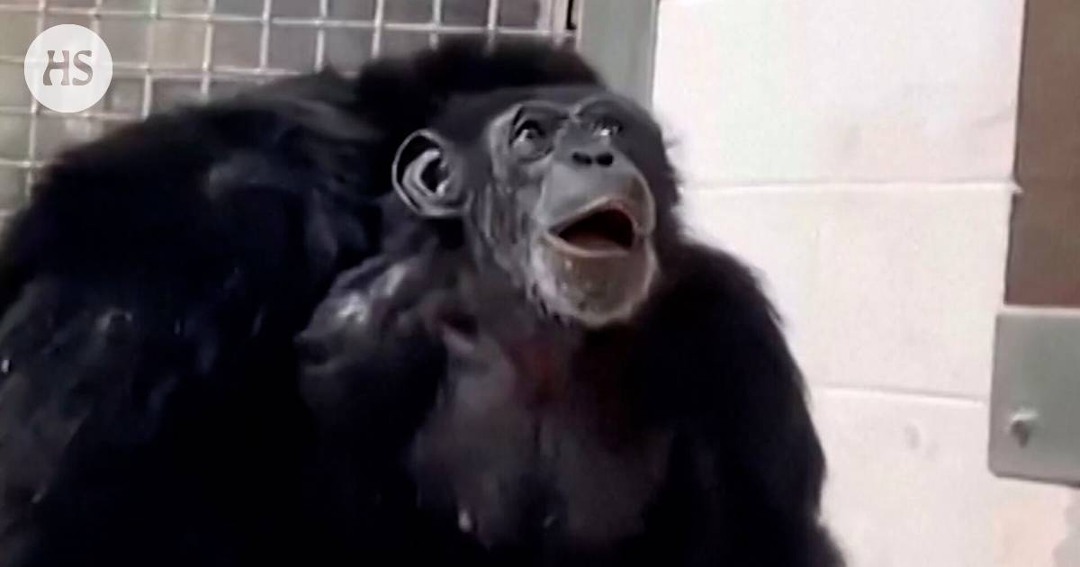 Video | Vanilla the chimpanzee burst into tears after seeing the sky