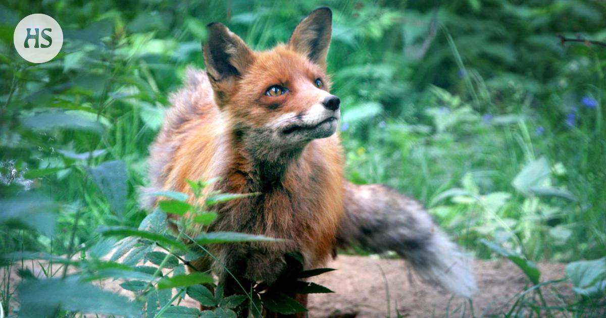 Voiko suomalainen mustikka muuttua syömäkelvottomaksi? Kettujen kantama  ekinokokki lähestyy Suomea - Tiede 