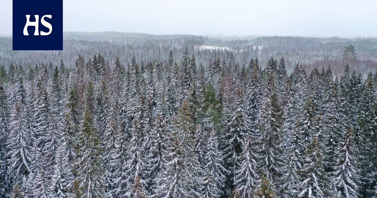 In many provinces, forests are being felled well above sustainable levels, and the end of Russian timber imports could exacerbate the situation – Economy