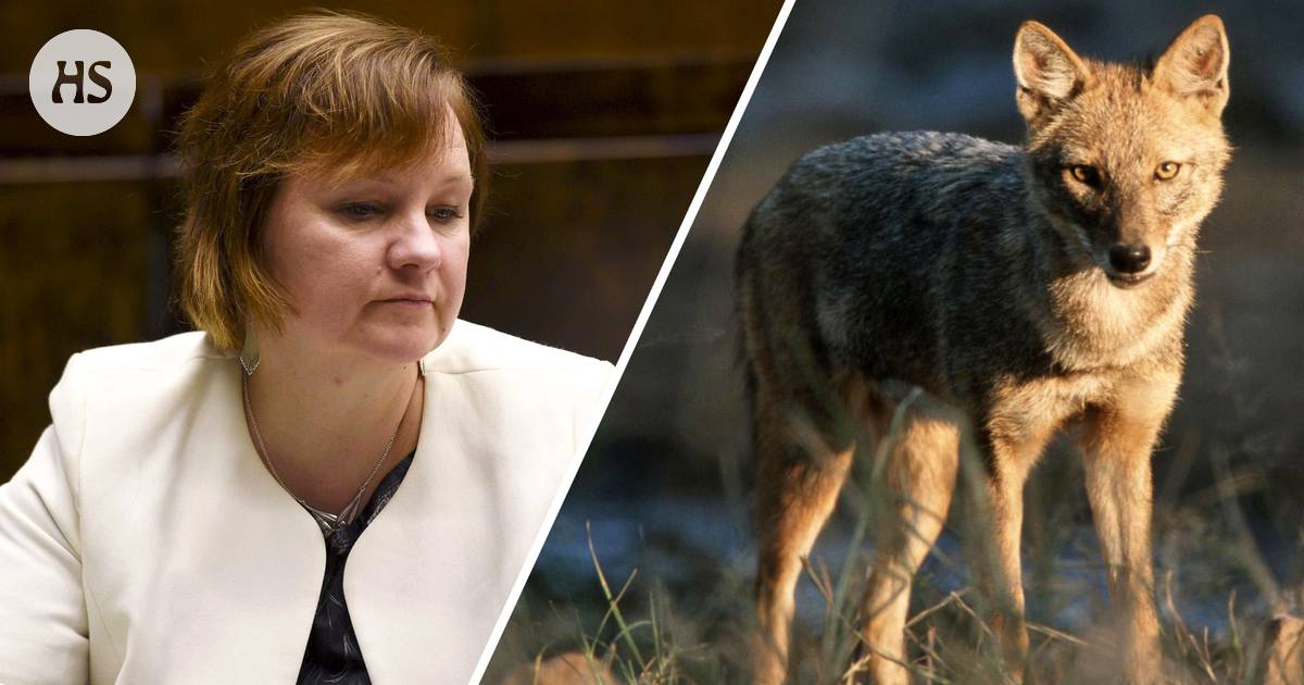 Sakaali saapui Suomeen, asiantuntijan mukaan kansanedustaja kehotti  metsästäjiä luonnonsuojelurikokseen - Kotimaa 