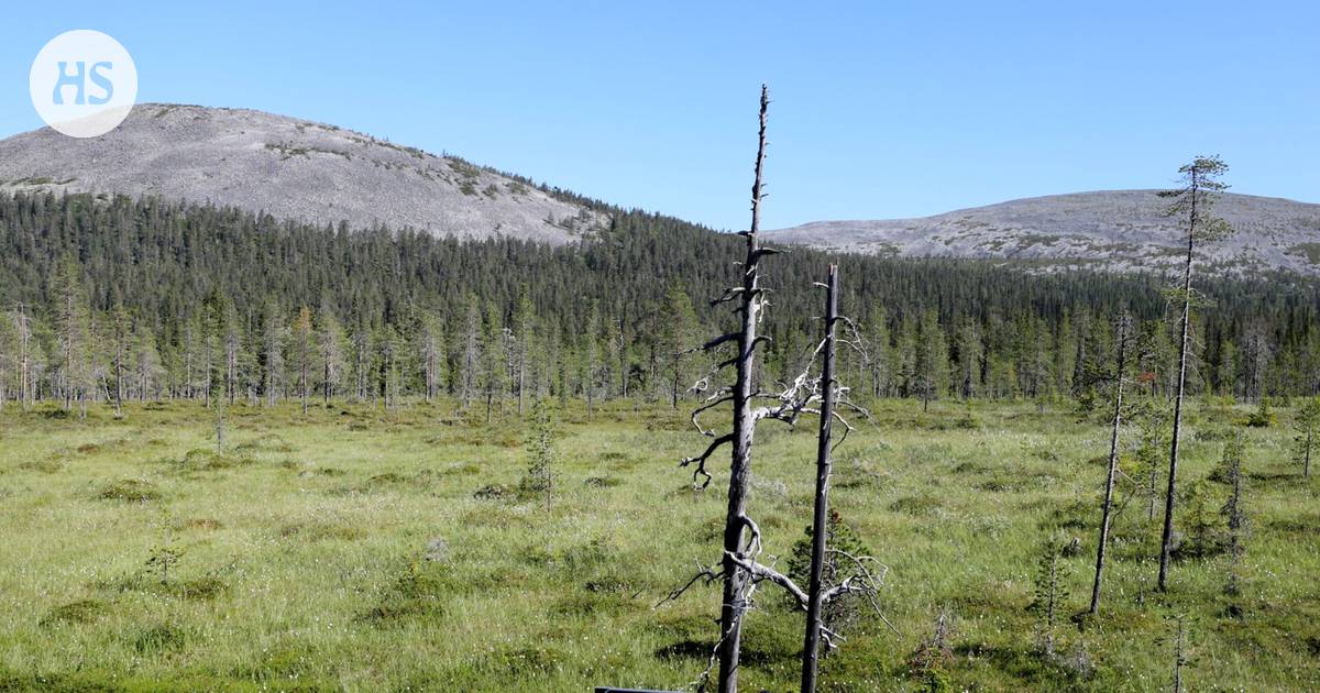 Finlands sumpiga landskap fortsätter att expandera och myrarnas tillväxt ökar snabbt