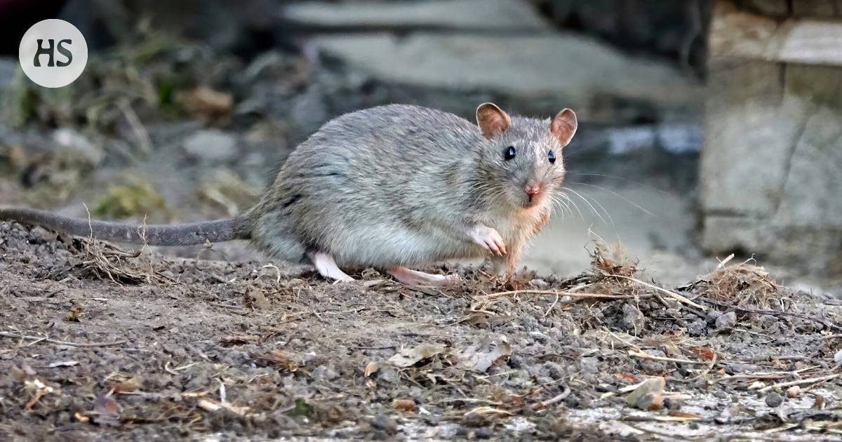 Uit onderzoek blijkt dat ratten fantasie hebben en inzicht geven in hun hersenfunctie